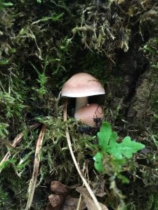 Vermont-mushroom-nature-connection