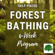 Forest Bathing in Vermont with a Certified Nature & Forest Therapy Guide