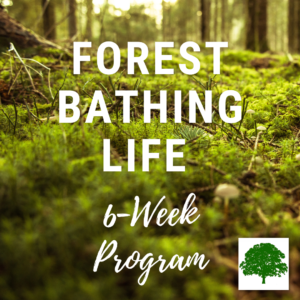 Becoming a Forest Therapy Guide - Nature Connection Guide