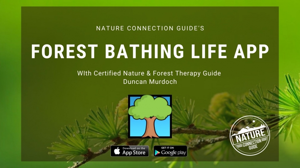 Forest Therapy Programs - Nature Connection Guide